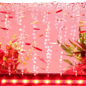 Aquarium Light