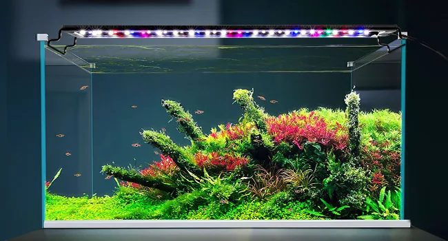 Aquarium Light