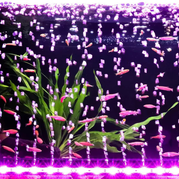 Aquarium Light