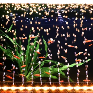 Aquarium Light