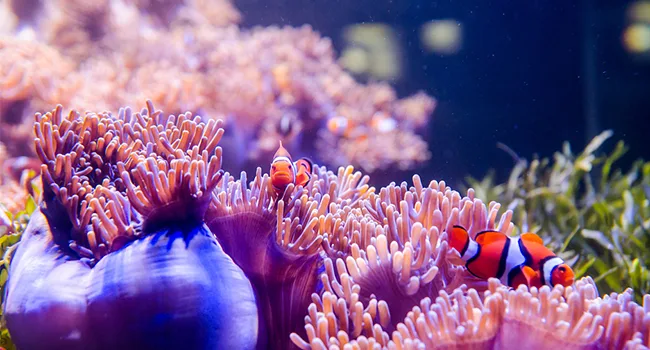 Aquarium Light