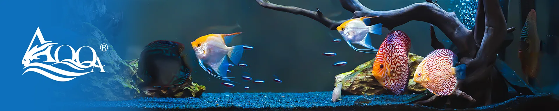 fish tank banner
