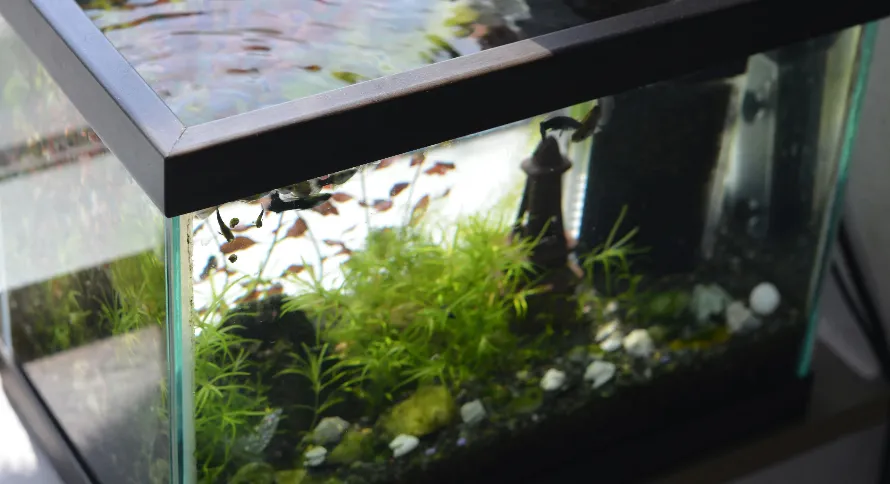 Fish tank cleaned of algae, the water is clear and fish are swimming.