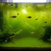 Some fish swimming in the aquarium with green water.