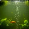 Some fish swimming in the aquarium with green water.