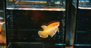 A fish in the aqurium tank, leisurely.
