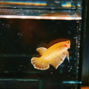 A fish in the aqurium tank, leisurely.