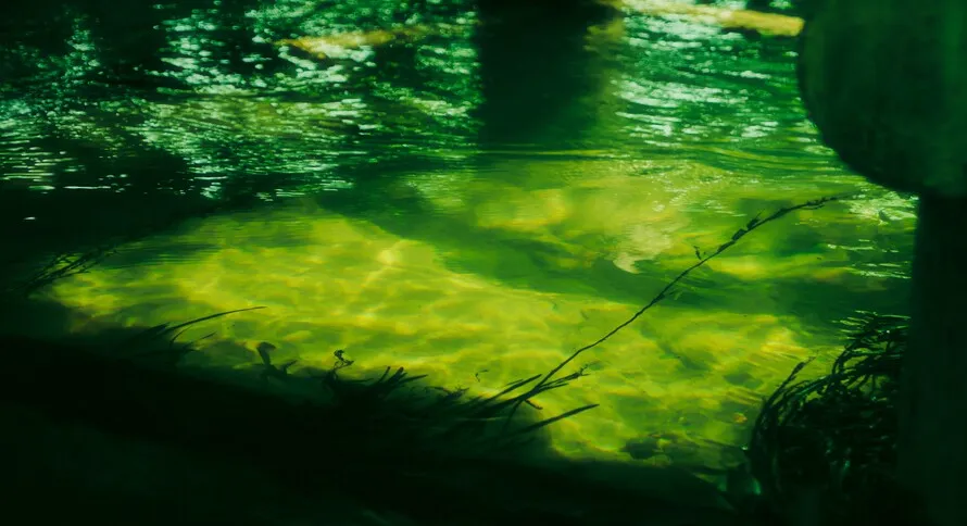 Water turns green because of alage.