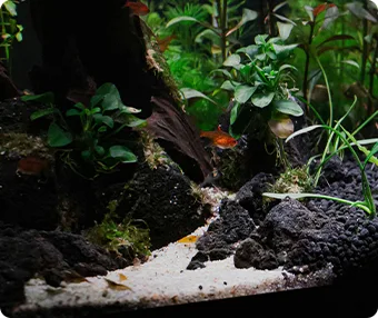The Aquatic Habitat