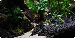 phone The Aquatic Habitat