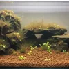A fish tank with brown algae.