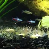 Some fish and worms in a fish tank.