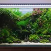 A fish tank with brilliant palnt landscape.