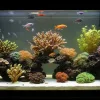 A n aquarium is cycing.