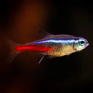 A neon tetra with blackground.