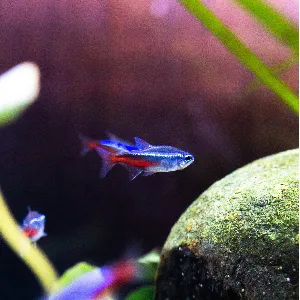 A Neon Tetras is swimming in the tank.