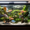 A community tank in the livingroom with different kinds of fish swimming in it
