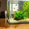 A leaky aquarium with fish and plants is on the table.