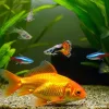 A goldfish with other freshwater fish is swimming in the fish tank.