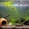 A group of guppies gathered on top of a fish tank with some plants at the bottom.