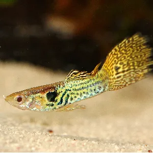 A guppy is at the bottom of the fish tank.