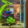A guppy in a freshwater fish tank.