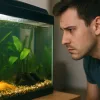 A man is watching a dying fish in the fish tank and wondering why.