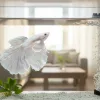 A white betta is swimming in an aquarium.