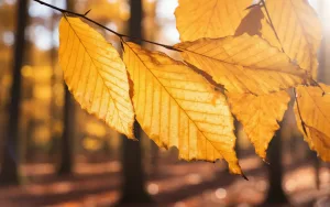 Beech Leaves on the tree.