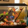 A fish tank decorated with fall leaves and fish swimming in it.