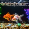 Two fish and some bubbles in the fish tank.