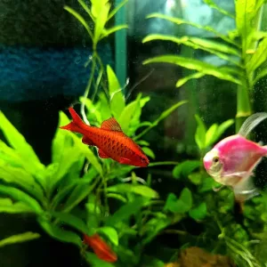 A cherry barb is on the left swimming.