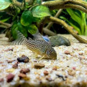 A catfish is at the bottom of the fish tank.