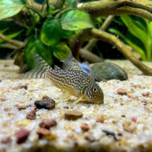 A Corydoras Catfish with light gravel in the fish tank.