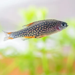 A danios in the fish tank.