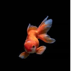 A goldfish with black ground.