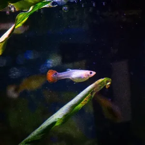A Guppy with black ground.