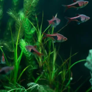 Some harlequin rasbora are swimming across the plants in the aquarium.