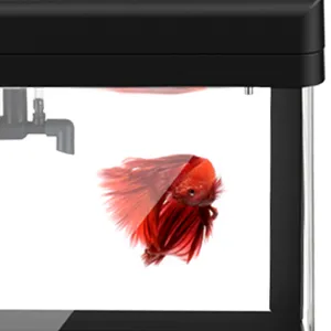 Shows a piece of transparent glass and a red fish.