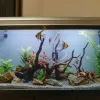 A 20 gallon freshwater fis h tank with some fish in it.
