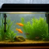 A fish tank with a heater in the winter.