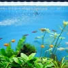 A filter is working for the fish tank, creating the water flow.