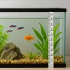 A ruler is used to test the height of the water in the fish tank.