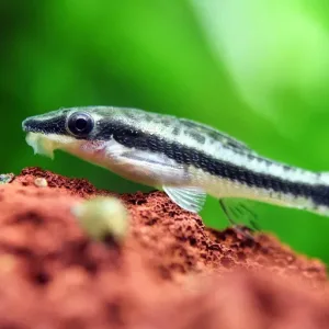 A 0tocinclus catfish is at the surface of gravel.