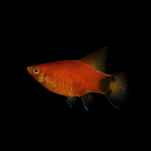 A Platy with black ground.