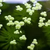 A little duckweed is floating at the surface of tank with some fish in it.