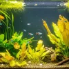 A fish tank with yellow dying plants and some fish.