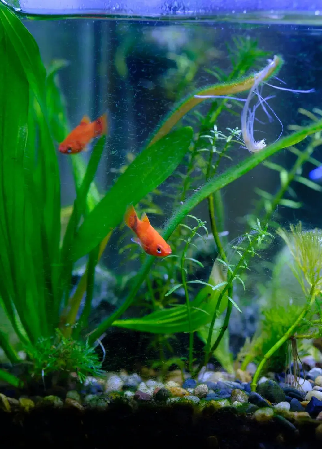 Two freshwater fish is swimming in the fish tank.