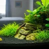 Some snails are staying at the leaves from plants in the aquarium.