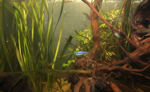 10 Easy Fish for Nano Freshwater Tanks